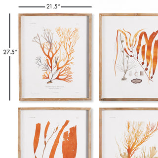 CORAL REEF STUDY, SET OF 4