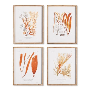 CORAL REEF STUDY, SET OF 4
