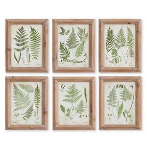 ASSORTED FROND STUDY PETITE, SET OF 6