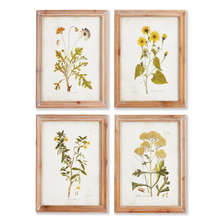 GOLDEN WILDFLOWER STUDY, SET OF 4