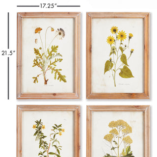 GOLDEN WILDFLOWER STUDY, SET OF 4