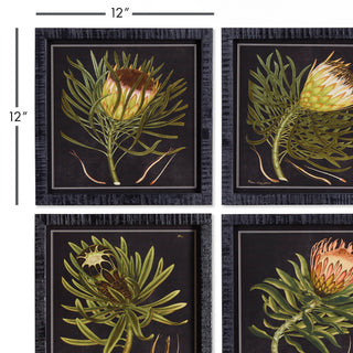 PROTEA PETITE PRINTS, SET OF 4
