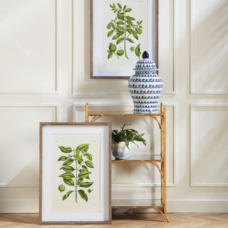 GUAVA PRINTS, SET OF 2