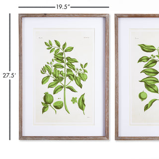 GUAVA PRINTS, SET OF 2
