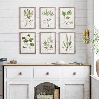 SHADE GARDEN STUDY, SET OF 6