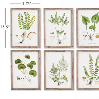 SHADE GARDEN STUDY, SET OF 6