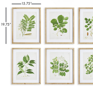 TREE LEAF STUDY, SET OF 6