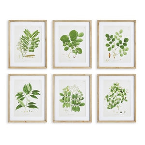TREE LEAF STUDY, SET OF 6