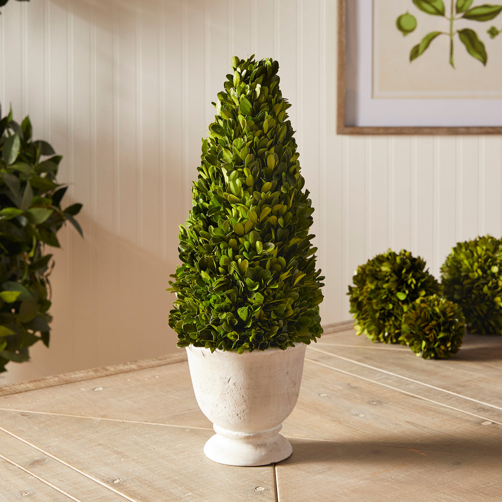 BOXWOOD CONE TOPIARY IN POT – Napa Home & Garden