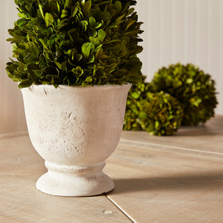 BOXWOOD CONE TOPIARY IN POT