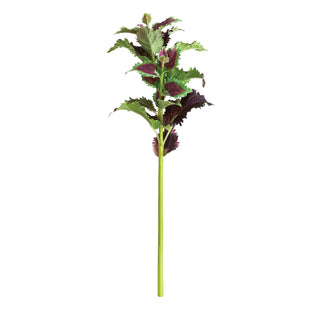 COLEUS STEM 22"