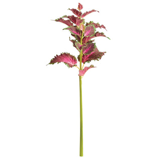 COLEUS STEM 22"