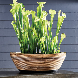 WRAPPED DRY BASKET OVAL PLANTER