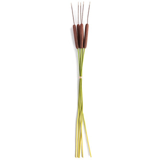 CATTAILS 50", BUNDLE OF 5