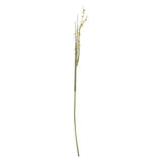 SCOTCH GRASS STEM 48"