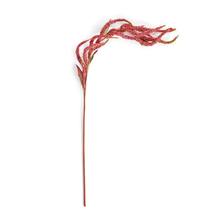 AMARANTHUS WEEPING STEM 24"