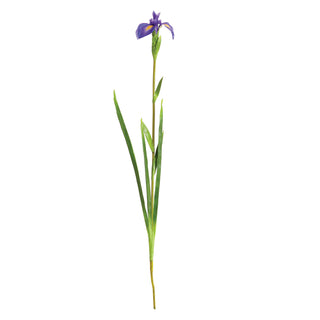 DUTCH IRIS STEM 35"