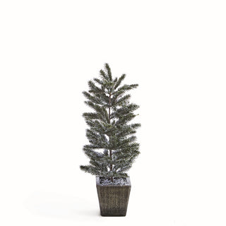FROSTED PINE SAPLING IN WOOD POT 20.5"H